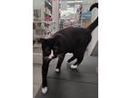 Russell, Domestic Shorthair For Adoption In Smithville, Missouri