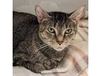 Jimmy Chips, Domestic Shorthair For Adoption In Chicago, Illinois