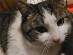Wally, Domestic Shorthair For Adoption In Phillipsburg, New Jersey