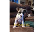 Maverick, American Pit Bull Terrier For Adoption In Salem, Oregon