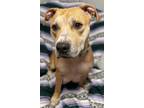 Luckie, American Pit Bull Terrier For Adoption In Maryville, Missouri