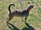 Magic, American Staffordshire Terrier For Adoption In Houston, Texas