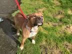 Dublin, American Pit Bull Terrier For Adoption In Olympia, Washington