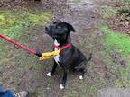 Beauty, American Pit Bull Terrier For Adoption In Olympia, Washington