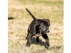 Taft, Labrador Retriever For Adoption In Winter Park, Colorado