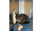 Watson, Domestic Shorthair For Adoption In Campbell River, British Columbia