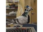 Dandelion, Pigeon For Adoption In Monterey, California