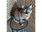 Biscuit Maker, Domestic Shorthair For Adoption In Goodyear, Arizona