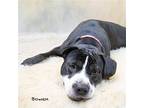 Beau (bowen), American Staffordshire Terrier For Adoption In Hot Springs