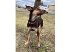 Gabby, Miniature Pinscher For Adoption In Blountville, Tennessee