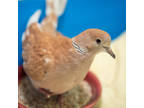 Pipsqueak, Dove For Adoption In Calgary, Alberta