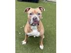 Dozer, American Pit Bull Terrier For Adoption In Twinsburg, Ohio