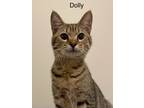 Dolly, Domestic Shorthair For Adoption In Cumming, Georgia