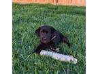 Labrador Retriever Puppy for sale in Ronks, PA, USA