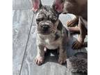 French Bulldog Puppy for sale in Brooklyn, NY, USA