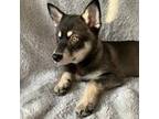 Shiba Inu Puppy for sale in Culver City, CA, USA