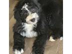 Mutt Puppy for sale in Crestwood, KY, USA
