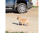 English Labrador Yellow