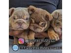 Bulldog Puppy for sale in Temecula, CA, USA