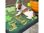 Parson Russell Terrier Puppy for sale in Nashville, NC, USA