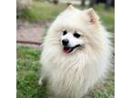 Pomeranian Puppy for sale in Austin, TX, USA