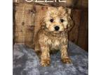 Maltipoo Puppy for sale in Bamberg, SC, USA