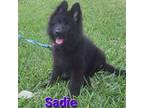 German Shepherd Dog Puppy for sale in Manor, TX, USA