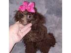 Poodle (Toy) Puppy for sale in Conroe, TX, USA