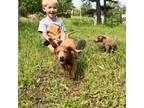 Dachshund Puppy for sale in Red Oak, OK, USA