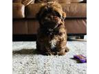 Shih Tzu Puppy for sale in Franklin Park, IL, USA