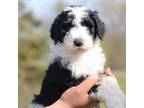 Mutt Puppy for sale in North Adams, MI, USA