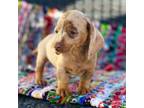 Dachshund Puppy for sale in Visalia, CA, USA