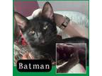 Adopt Batman a Domestic Short Hair