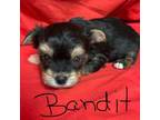 Bandit