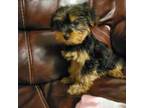 Yorkshire Terrier Puppy for sale in Mount Airy, NC, USA