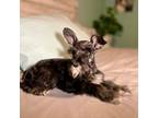 Schnauzer (Miniature) Puppy for sale in Whittier, CA, USA