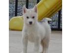 Siberian Husky Puppy for sale in Mechanicsville, VA, USA