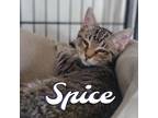 Adopt Spice a Domestic Shorthair / Mixed (short coat) cat in Hillsboro