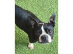 Adopt Famous Amos #3518-SC2022 a Black - with White Boston Terrier / Mixed dog