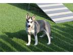 Siberian Husky Puppy for sale in Cambridge, OH, USA