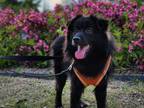 Adopt Sini a Black Schipperke / Pomeranian / Mixed dog in Palisades Park
