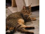 Adopt Kate a Brown or Chocolate American Shorthair / Mixed cat in Howard Beach