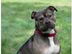 Adopt Prince a Black American Pit Bull Terrier / Mixed dog in Worcester