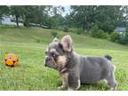 French Bulldog Puppy for sale in Springfield, MO, USA