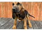 Bloodhound Puppy for sale in Chattanooga, TN, USA