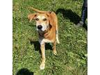 Adopt Jay a Tan/Yellow/Fawn Mixed Breed (Medium) / Mixed dog in Wappingers