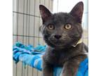 Adopt Broski a Gray or Blue Domestic Shorthair / Mixed cat in East Smithfield