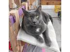 Adopt Ninja a Gray or Blue Domestic Shorthair / Mixed cat in East Smithfield