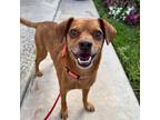 Adopt Joe Joe - Claremont Location a Brown/Chocolate Beagle / Mixed dog in Chino