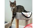 Adopt Cadbury a Brown Tabby Domestic Shorthair (short coat) cat in Mississauga